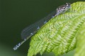 Coenagrion pulchellum immature female-1051